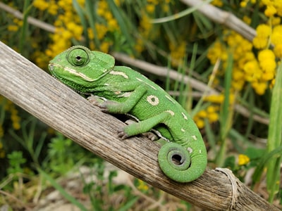 10 faits fascinants sur les reptiles