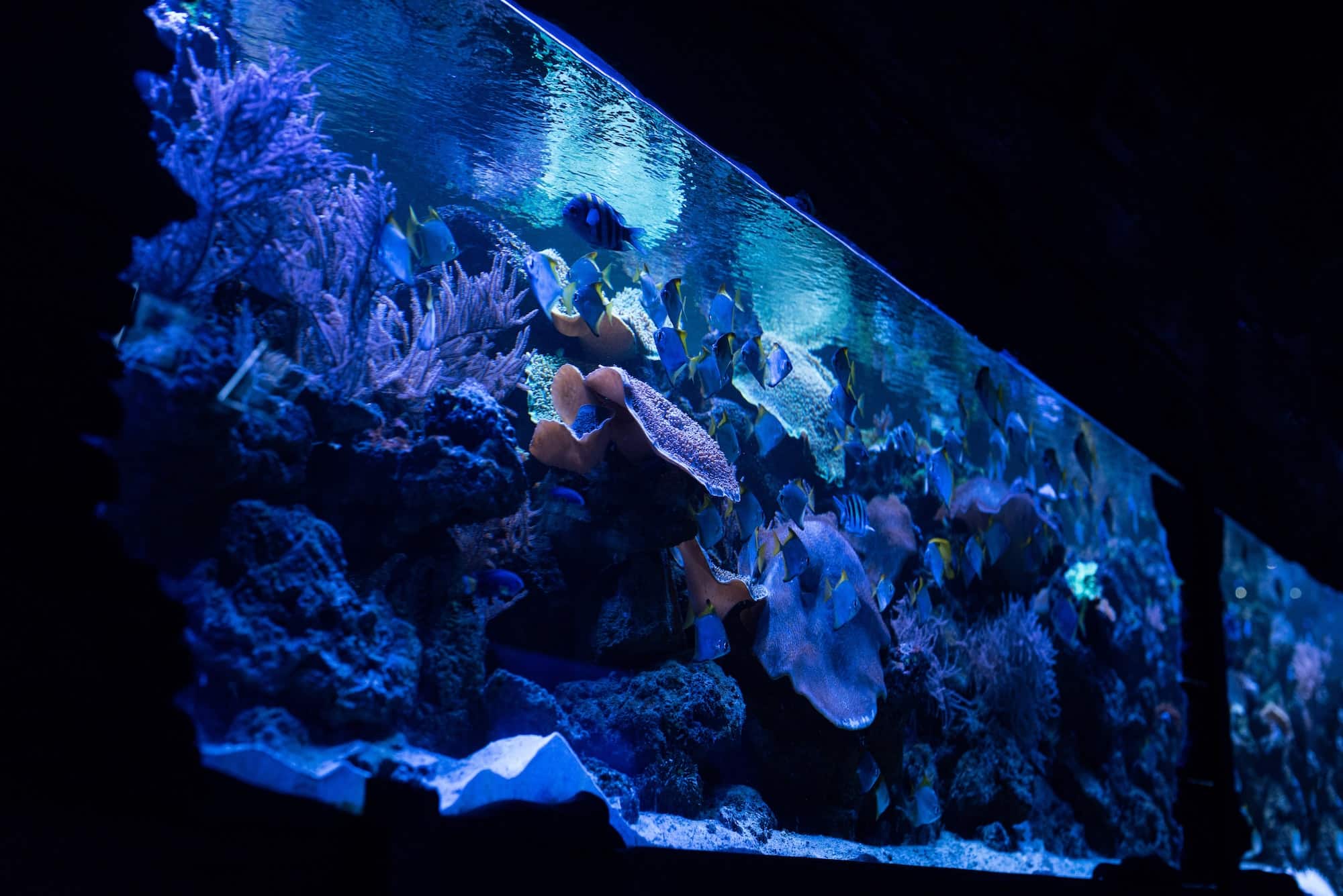 Comment bien choisir l’éclairage pour son aquarium ?