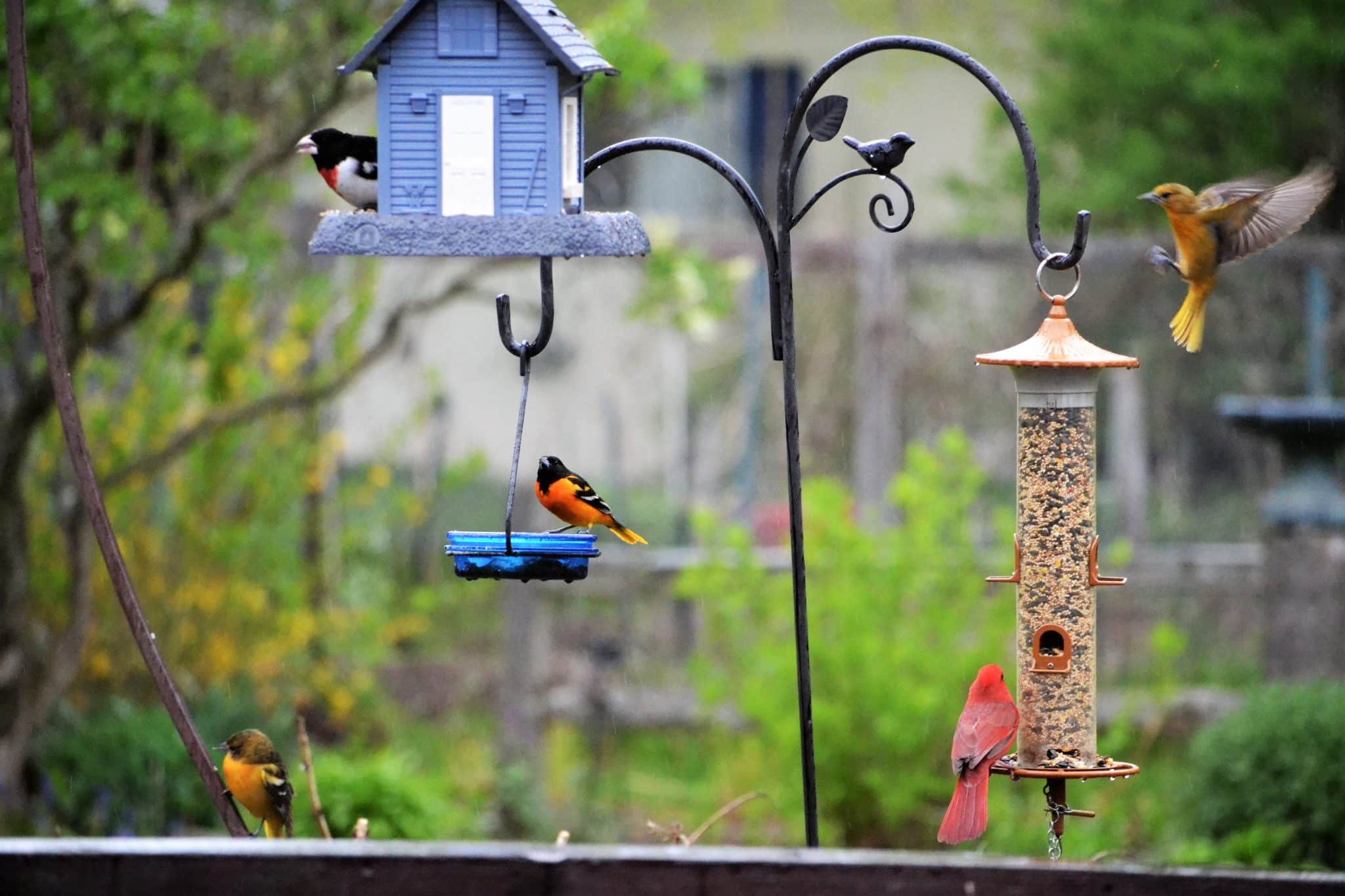 Mangeoire pour oiseaux : voici un guide pour vous orienter